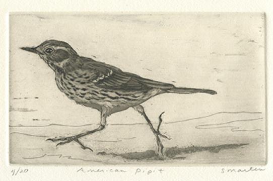 American pipit (Younger Lagoon Reserve), etching by Stephanie Martin